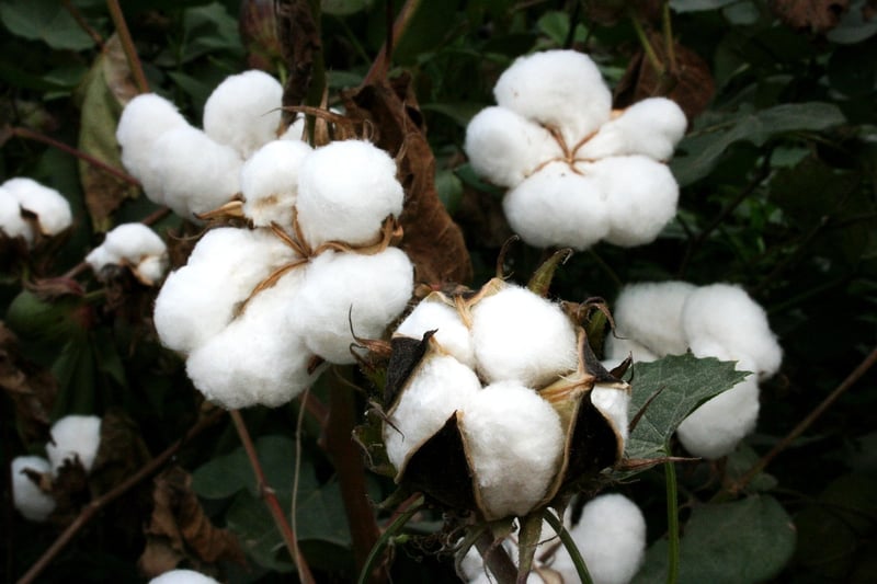 Organic Cotton Clothing